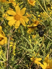 Bombus fraternus