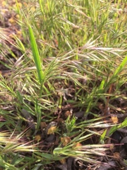 Bromus sterilis