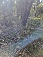 Pomaderris prunifolia