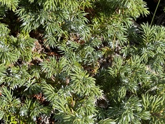 Juniperus horizontalis