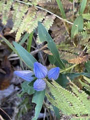Gentiana saponaria
