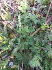 Erodium cicutarium cicutarium