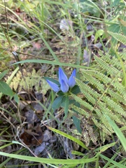 Gentiana saponaria