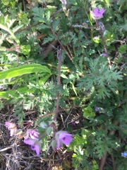 Erodium cicutarium cicutarium