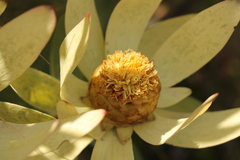 Leucadendron tinctum