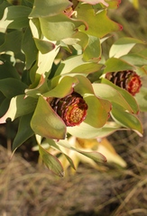 Leucadendron tinctum