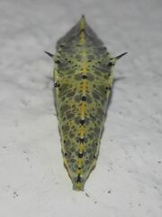 Pieris brassicae