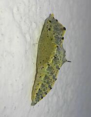 Pieris brassicae
