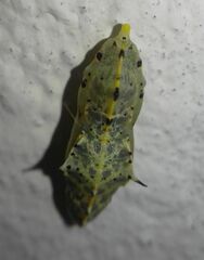 Pieris brassicae