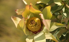 Leucadendron tinctum