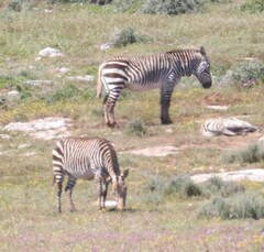 Equus zebra zebra