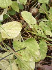 Viola hirta