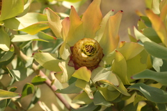 Leucadendron tinctum