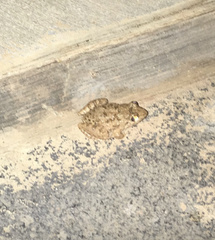 Fejervarya limnocharis