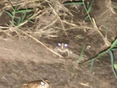 Fejervarya limnocharis