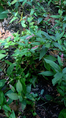 Persicaria longiseta