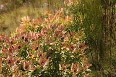 Leucadendron tinctum
