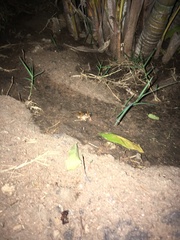 Fejervarya limnocharis