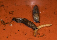 Tandonia budapestensis