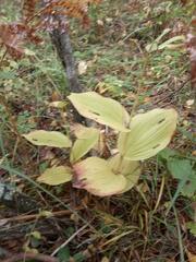 Cypripedium calceolus