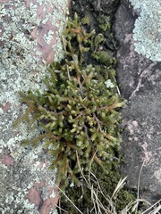 Selaginella rupestris