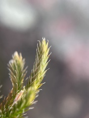 Selaginella rupestris