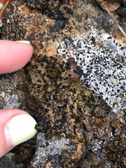 Umbilicaria hyperborea