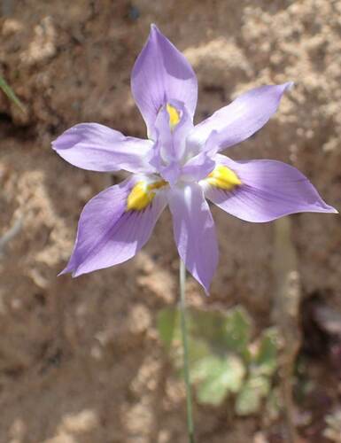 Image of Bigseed Tulp (Moraea macrocarpa) by no rights reserved