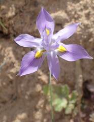 Moraea macrocarpa
