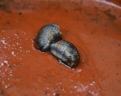 Tandonia budapestensis