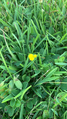 Arachis pintoi