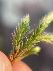 Selaginella rupestris