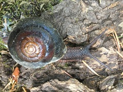 Monadenia infumata
