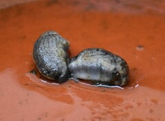 Tandonia budapestensis