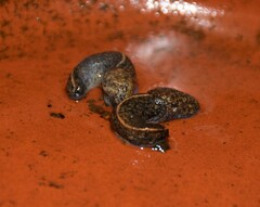 Tandonia budapestensis