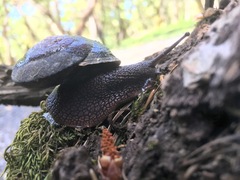 Monadenia infumata