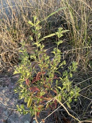 Trichostema brachiatum