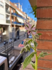 Borago officinalis