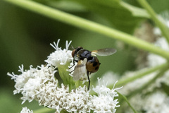 Gymnosoma