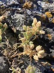 Spergularia macrotheca