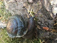 Monadenia infumata