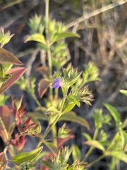 Trichostema brachiatum