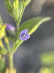 Trichostema brachiatum