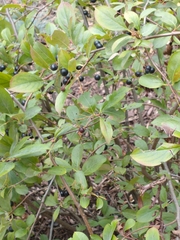 Aronia melanocarpa