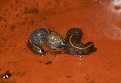 Tandonia budapestensis