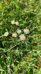 Erigeron quercifolius