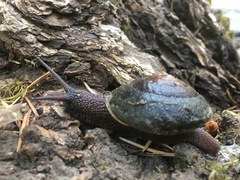Monadenia infumata