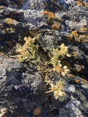Spergularia macrotheca