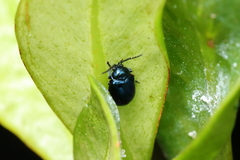 Syphrea