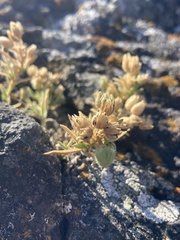 Spergularia macrotheca